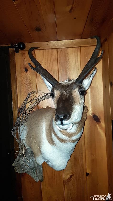 pronghorn mounts|More.